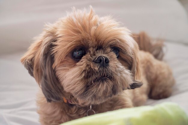 Foto retrato em close-up de um cão shih tzu