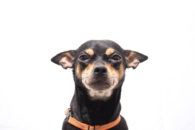 Foto retrato em close-up de um cão sobre fundo branco