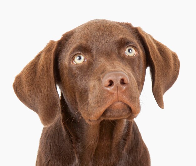 Foto retrato em close-up de um cão sobre fundo branco