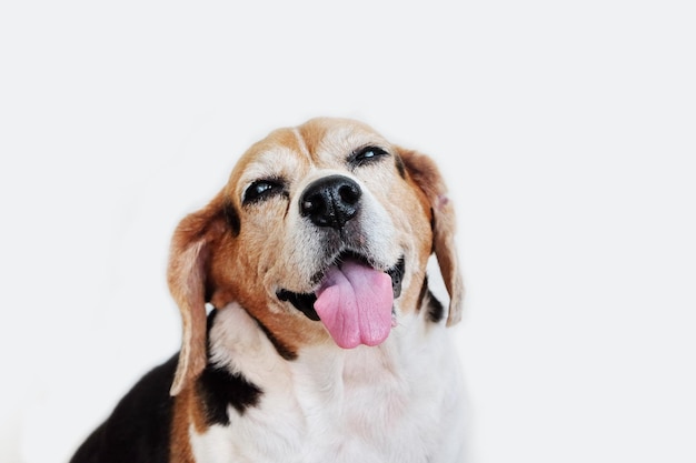 Retrato em close-up de um cão sobre fundo branco