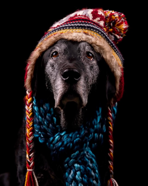 Foto retrato em close-up de um cão sobre fundo preto