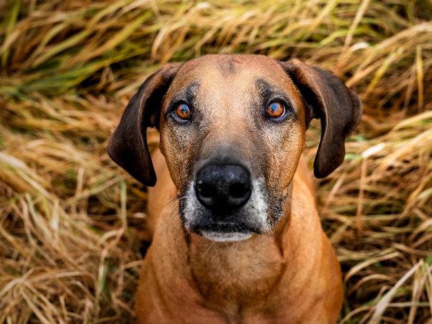Retrato em close-up de um cão