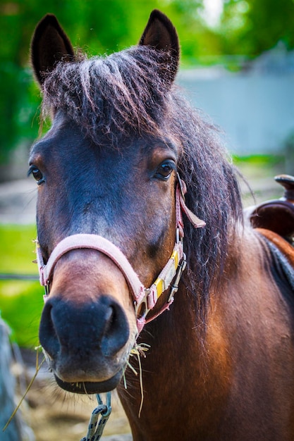 Retrato em close-up de um cavalo castanho