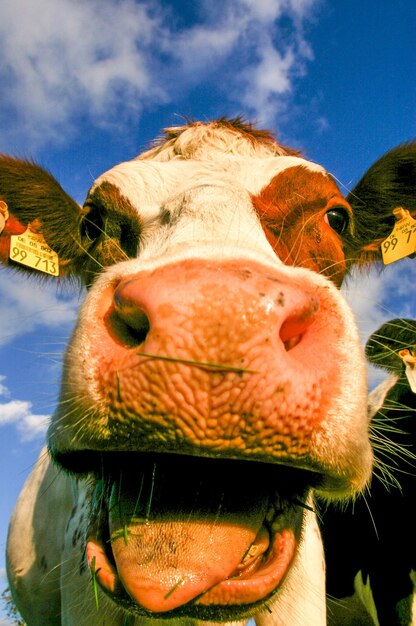 Foto retrato em close-up de um cavalo contra o céu