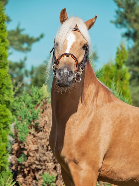 Foto retrato em close-up de um cavalo de pé contra árvores