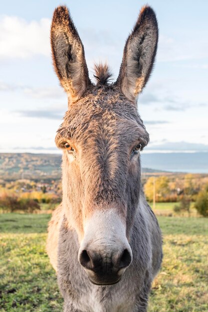 Foto retrato em close-up de um cavalo no campo