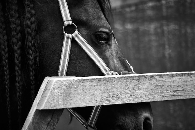 Foto retrato em close-up de um cavalo no estábulo