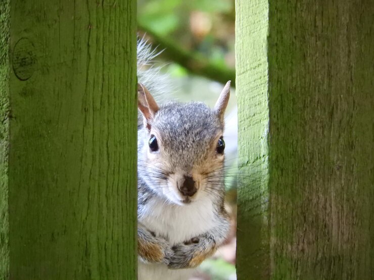Foto retrato em close-up de um esquilo no tronco de uma árvore