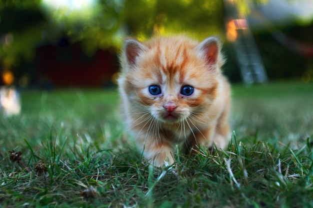 Retrato em close-up de um gatinho em um campo gramado