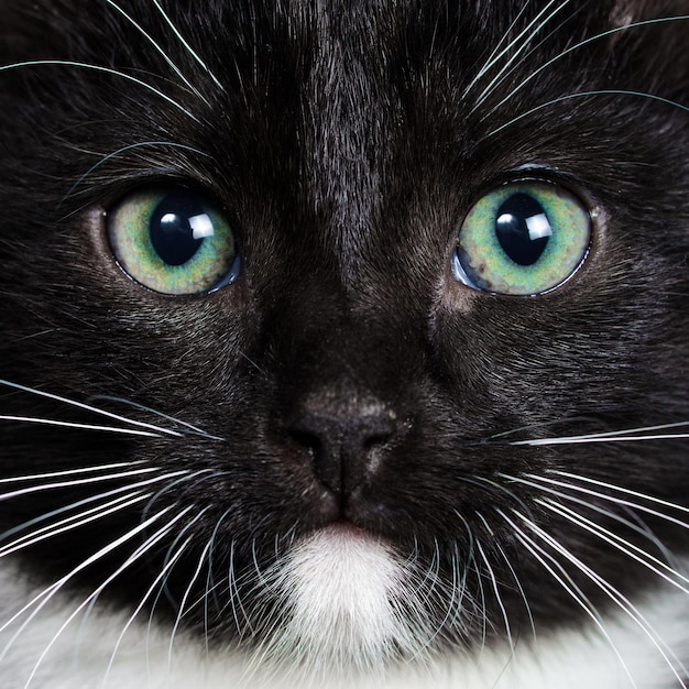 Retrato em close-up de um gatinho preto