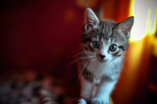 Retrato em close-up de um gatinho