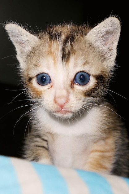 Foto retrato em close-up de um gatinho