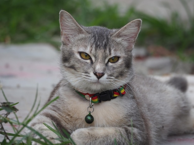 Foto retrato em close-up de um gato ao ar livre