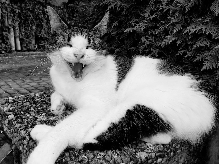 Foto retrato em close-up de um gato bocejando ao ar livre