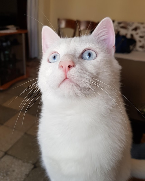 Foto retrato em close-up de um gato branco em casa