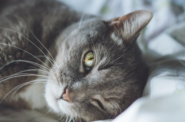 Retrato em close-up de um gato deitado na cama
