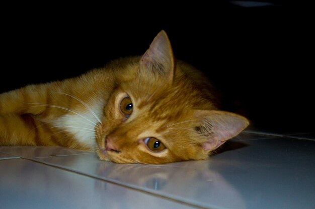 Foto retrato em close-up de um gato deitado no chão