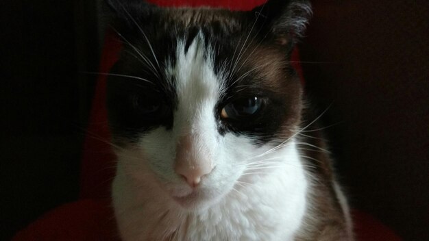 Foto retrato em close-up de um gato dentro de casa