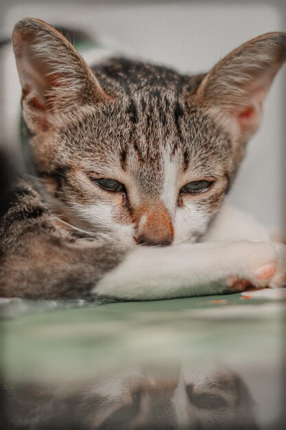 Foto retrato em close-up de um gato descansando