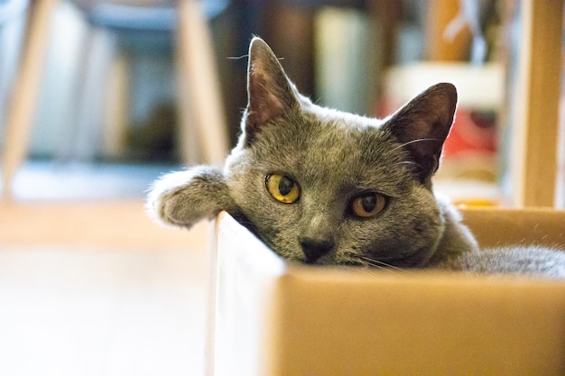 Foto retrato em close-up de um gato em casa