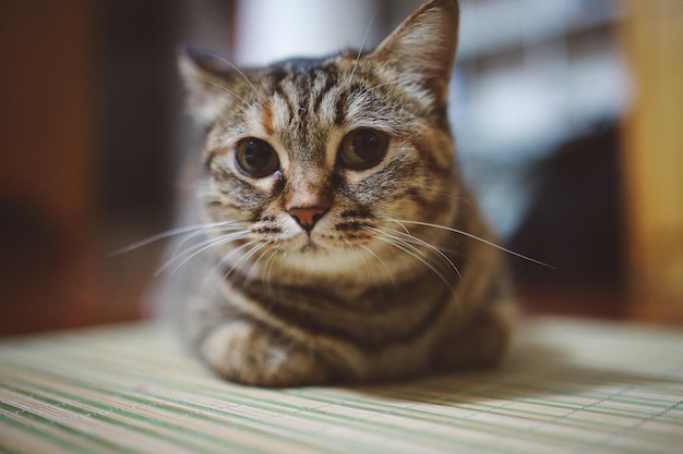 Retrato em close-up de um gato em casa