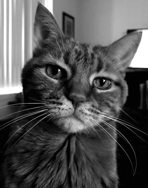 Foto retrato em close-up de um gato em casa