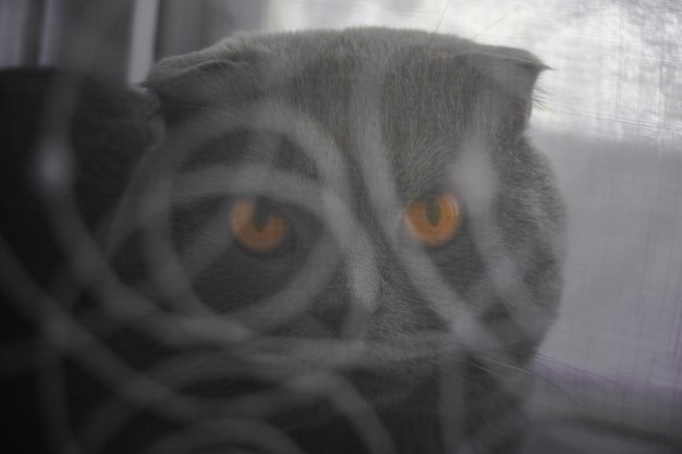 Foto retrato em close-up de um gato em gaiola