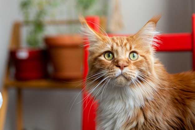 Retrato em close-up de um gato Maine Coon em casa