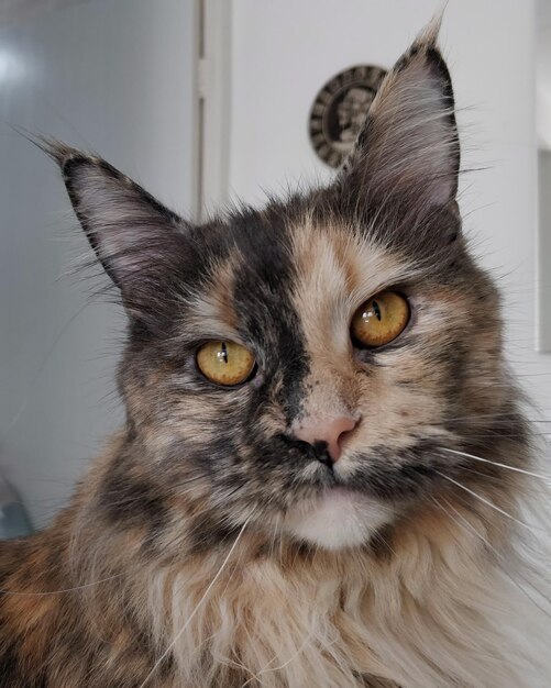 Foto retrato em close-up de um gato mainecoon em casa