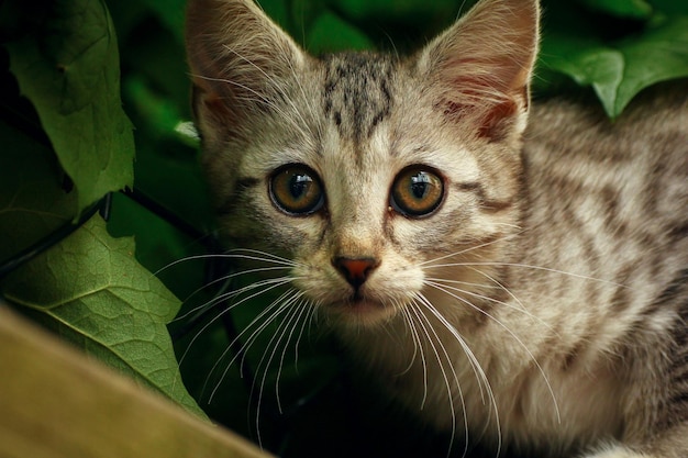 Retrato em close-up de um gato no meio de uma planta