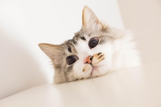 Retrato em close-up de um gato no sofá