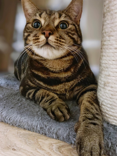 Foto retrato em close-up de um gato olhando para outro lado