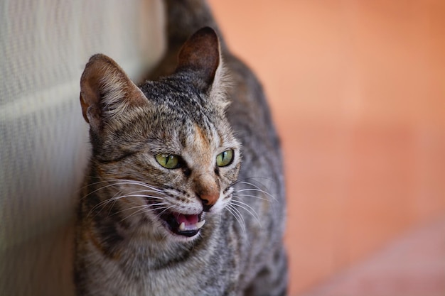 Foto retrato em close-up de um gato olhando para outro lado