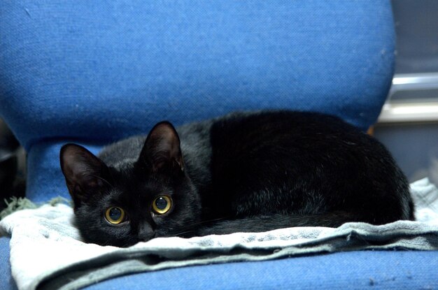 Foto retrato em close-up de um gato preto descansando em uma cadeira