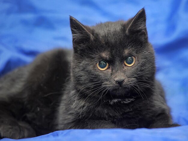 Foto retrato em close-up de um gato preto