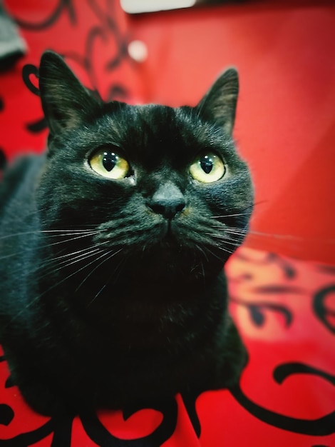 Foto retrato em close-up de um gato preto