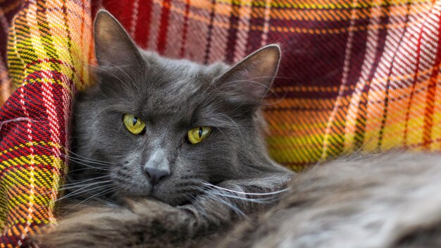 Retrato em close-up de um gato relaxando ao ar livre