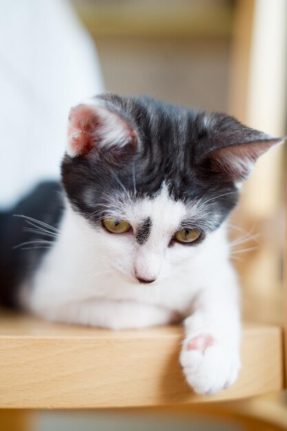 Foto retrato em close-up de um gato relaxando em casa