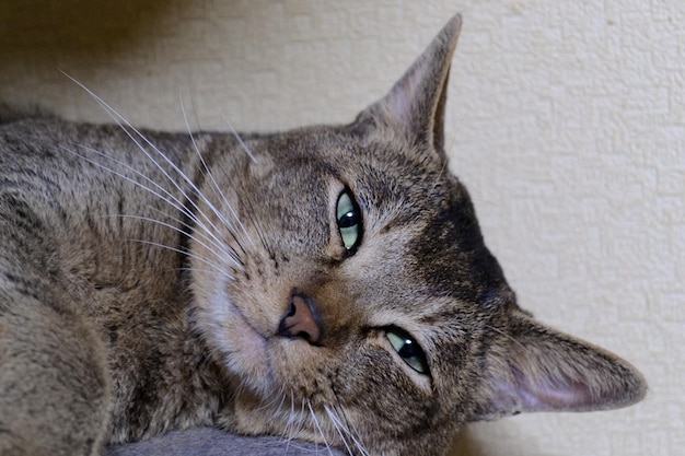 Retrato em close-up de um gato relaxando em casa