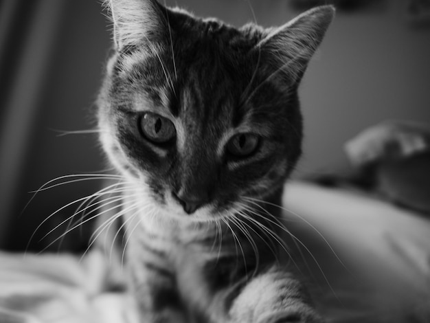 Foto retrato em close-up de um gato relaxando na cama em casa