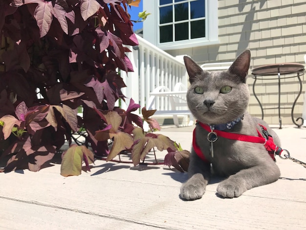 Retrato em close-up de um gato sentado ao ar livre