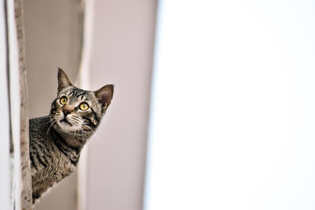 Foto retrato em close-up de um gato tabby