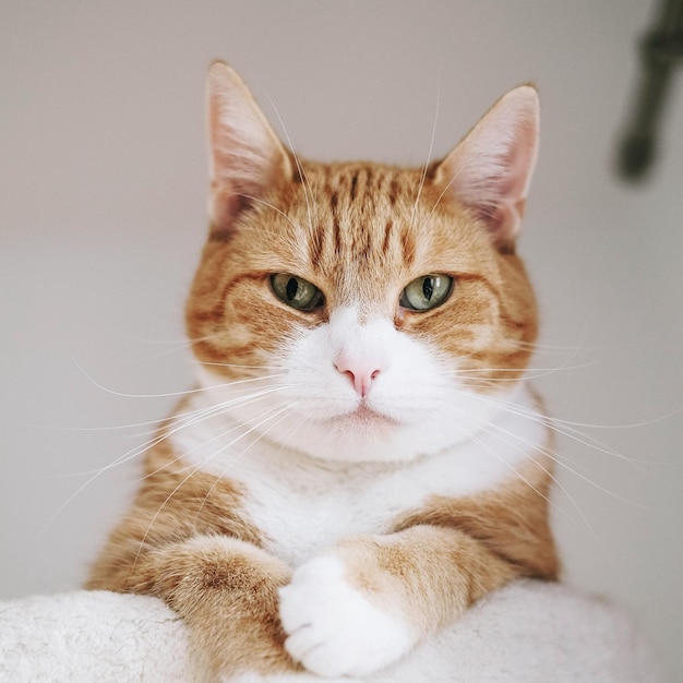 Retrato em close-up de um gato tabby