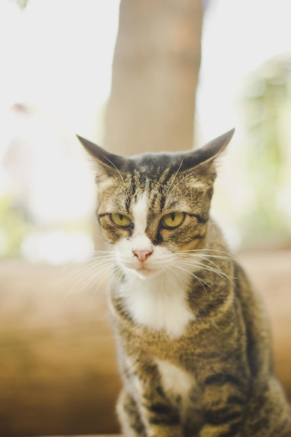 Foto retrato em close-up de um gato tabby