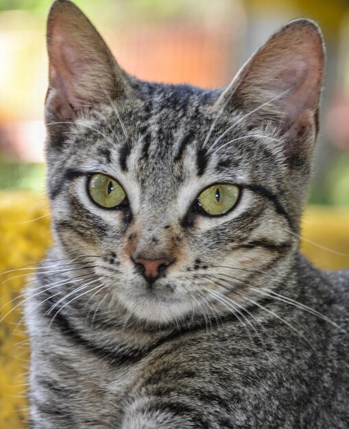 Foto retrato em close-up de um gato tabby