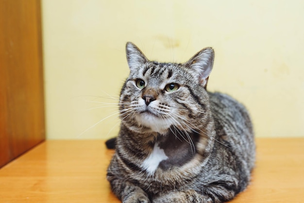 Foto retrato em close-up de um gato um gato macio e fofinho com micose no pescoço líquen no pescocio dos gatos gato em um abrigo