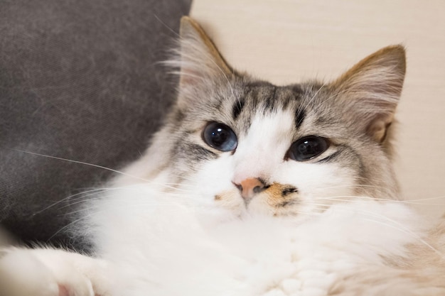 Retrato em close-up de um gato.