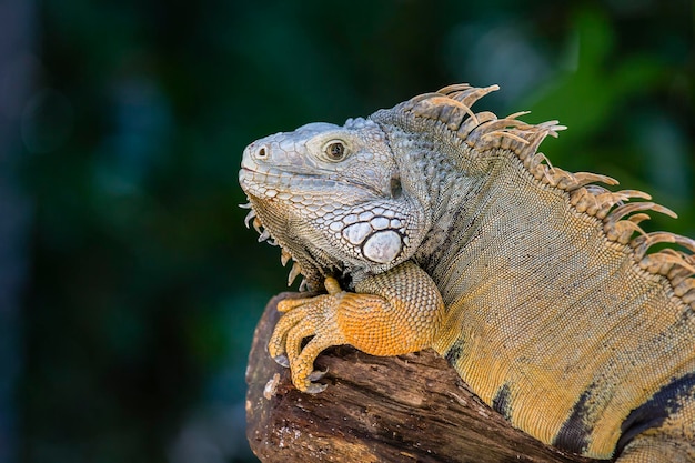 Retrato em close-up de um grande lagarto réptil Iguana na Ilha Maurício