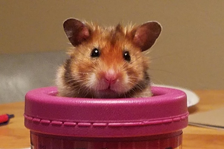 Foto retrato em close-up de um hamster em um recipiente em casa