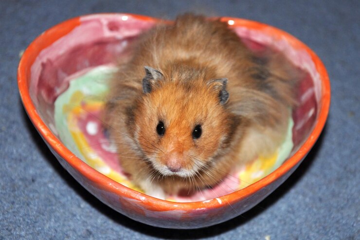 Foto retrato em close-up de um hamster em uma tigela em casa